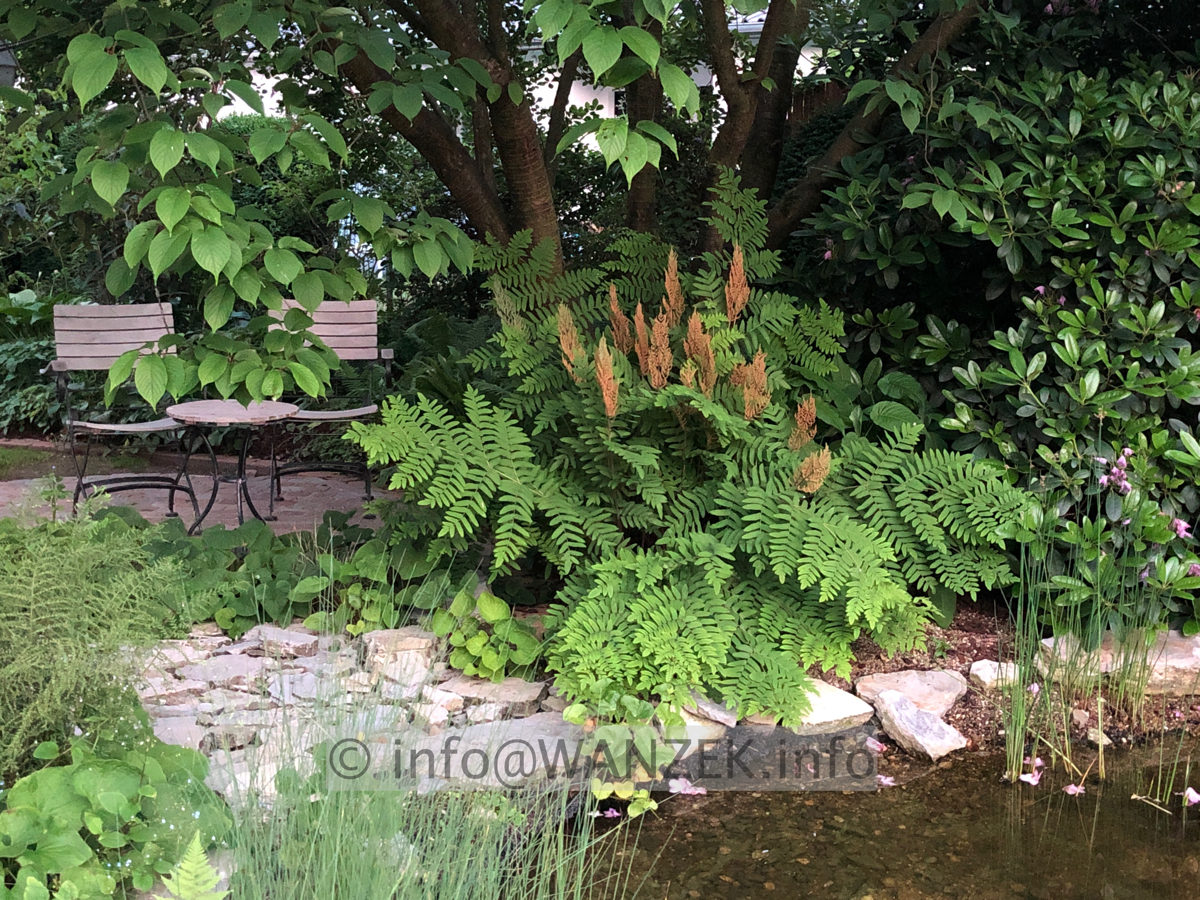 Osmunda regalis 05 Sol.jpeg